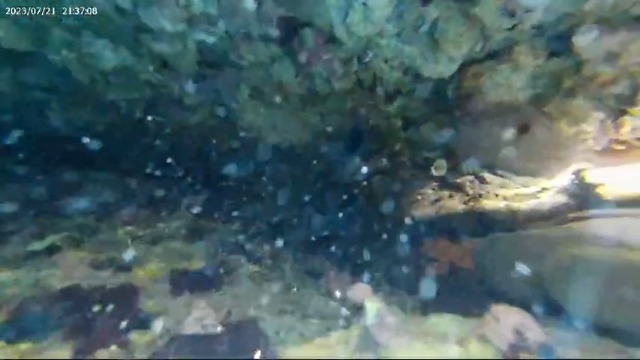 Amazon.com : GoZebra Diving Flashlight, D20 3200 Lumen Scuba Dive